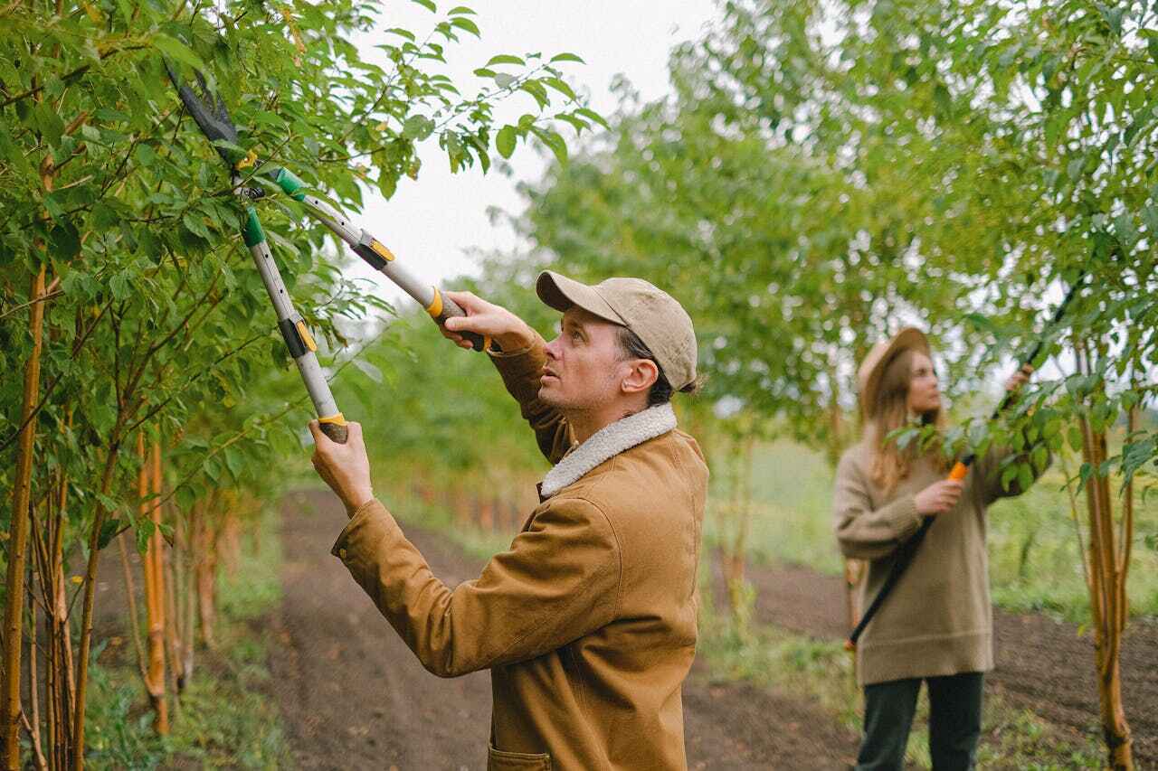 Reliable Canton, GA Tree Service Solutions